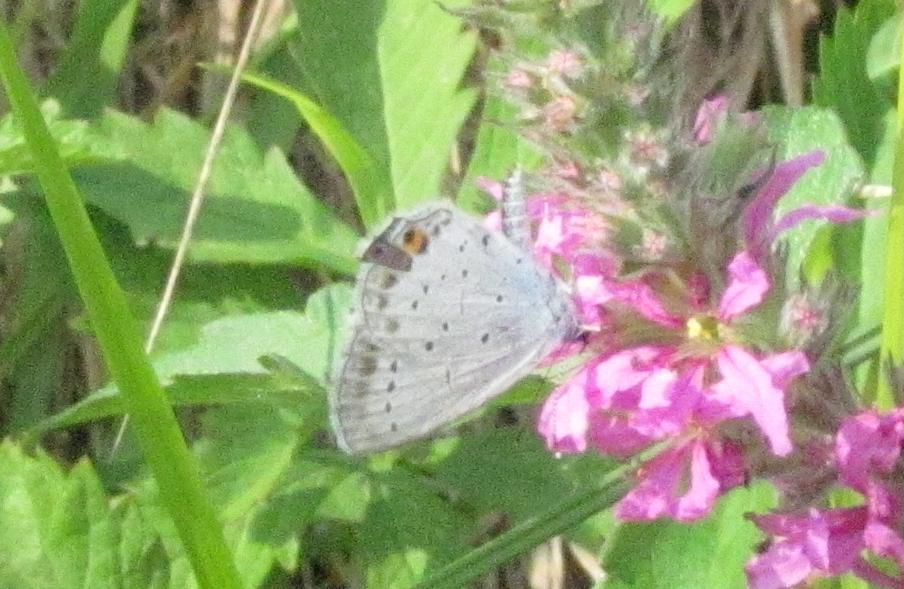 Lycaenidae da ID